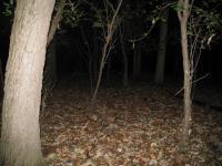 Chicago Ghost Hunters Group investigates Robinson Woods (219).JPG